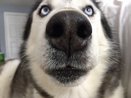 Entry image for Cyrus. Clicking this image will show a larger photo