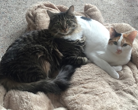 Entry image for Abbey & Lucy. Clicking this image will show a larger photo