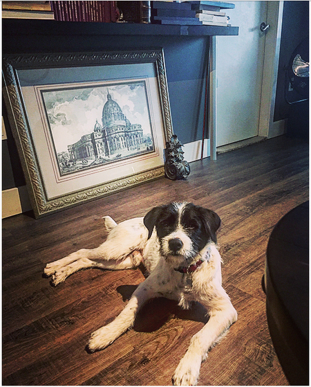 Entry image for Salty-Dog. Clicking this image will show a larger photo