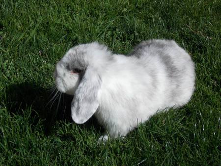 Entry image for Floppy . Clicking this image will show a larger photo