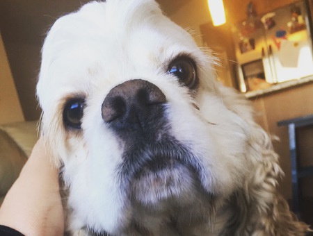 Entry image for Daisey . Clicking this image will show a larger photo