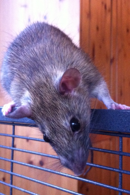 Entry image for Clover. Clicking this image will show a larger photo