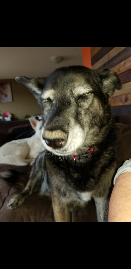 Entry image for Nellie. Clicking this image will show a larger photo