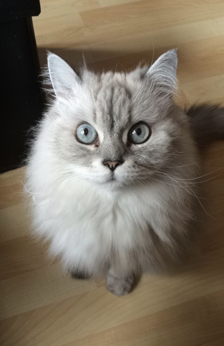 Entry image for Sophie. Clicking this image will show a larger photo