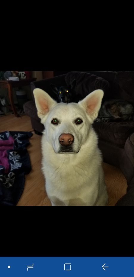 Entry image for D.O.G. Clicking this image will show a larger photo