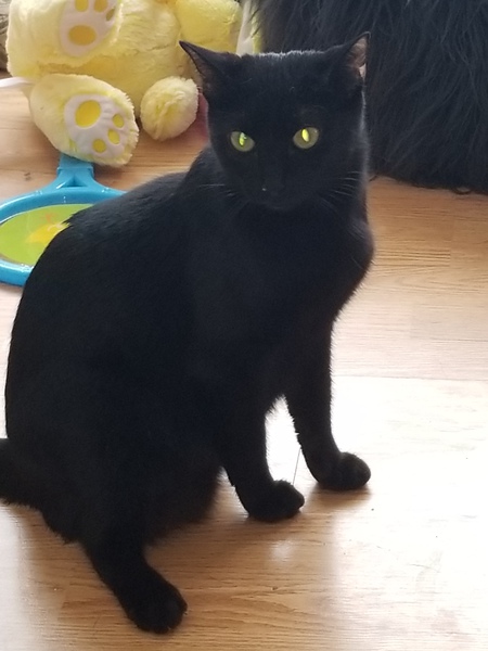 Entry image for Pepper. Clicking this image will show a larger photo