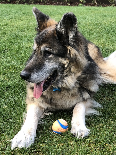 Entry image for Linus. Clicking this image will show a larger photo