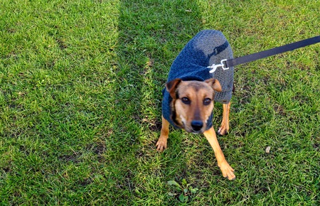 Entry image for Bella. Clicking this image will show a larger photo