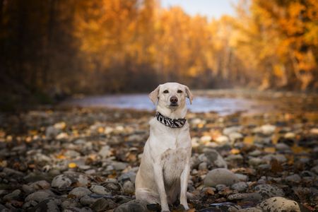 Entry image for Sadie Mae . Clicking this image will show a larger photo