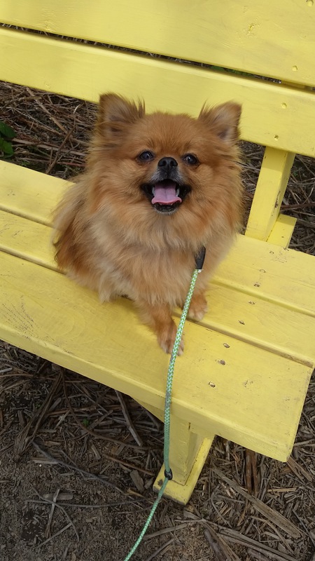 Entry image for Scarlett. Clicking this image will show a larger photo