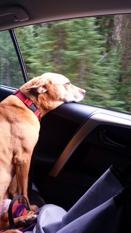 Entry image for Mojo. Clicking this image will show a larger photo