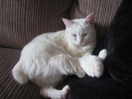 Entry image for Nala. Clicking this image will show a larger photo