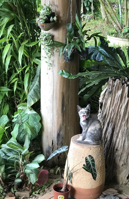 Entry image for Bartholomew (Bart). Clicking this image will show a larger photo