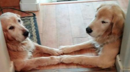 Entry image for MoJo and Farley. Clicking this image will show a larger photo