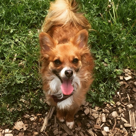 Entry image for Sadie. Clicking this image will show a larger photo