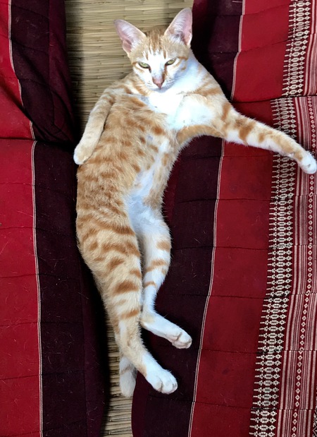 Entry image for Frank. Clicking this image will show a larger photo