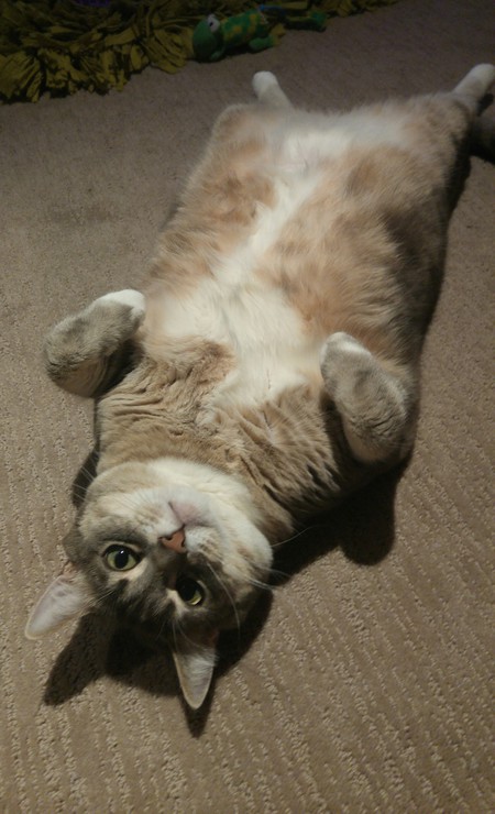 Entry image for Lila. Clicking this image will show a larger photo