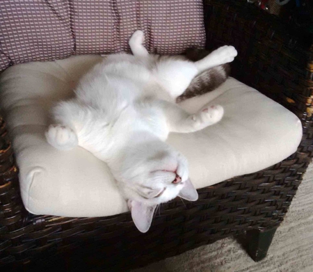 Entry image for Phred. Clicking this image will show a larger photo