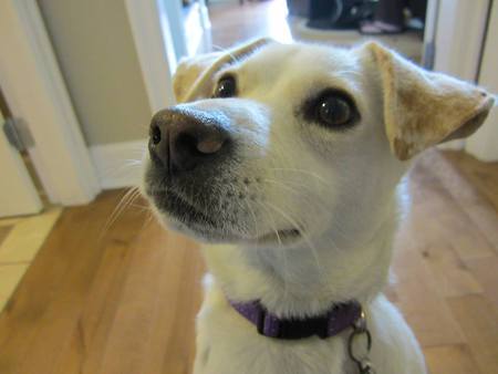 Entry image for Olive. Clicking this image will show a larger photo