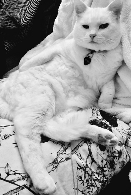 Entry image for Sushi. Clicking this image will show a larger photo