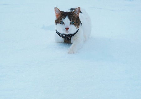 Entry image for Zooey. Clicking this image will show a larger photo