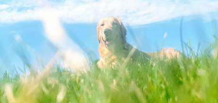 Entry image for Benny. Clicking this image will show a larger photo