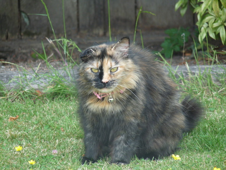 Entry image for Samantha (Sammi). Clicking this image will show a larger photo