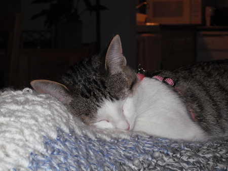 Entry image for Ruby. Clicking this image will show a larger photo