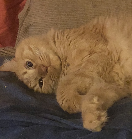 Entry image for Thor. Clicking this image will show a larger photo