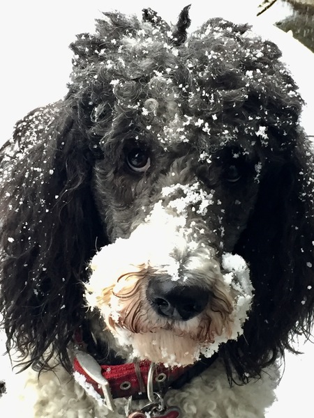 Entry image for Quinn. Clicking this image will show a larger photo