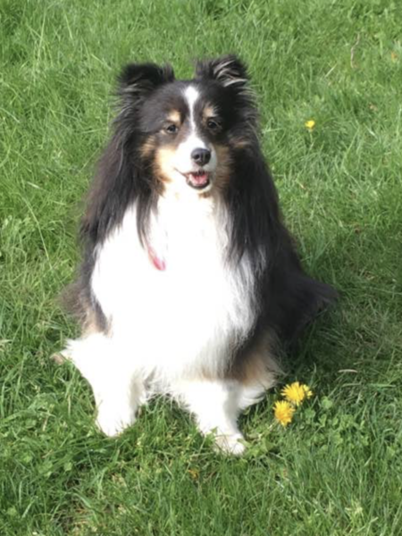 Entry image for Lucy. Clicking this image will show a larger photo