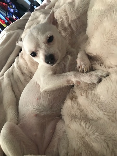 Entry image for Lola. Clicking this image will show a larger photo