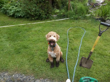 Entry image for Murphy. Clicking this image will show a larger photo