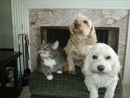 Entry image for Molly  Booker T   Tootsie. Clicking this image will show a larger photo