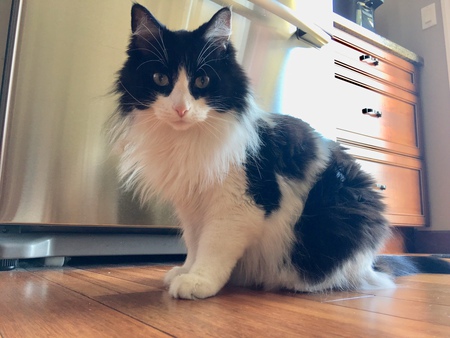 Entry image for Cowpanda. Clicking this image will show a larger photo