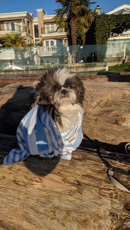 Entry image for Joey. Clicking this image will show a larger photo