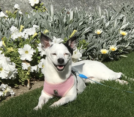 Entry image for Lucy. Clicking this image will show a larger photo