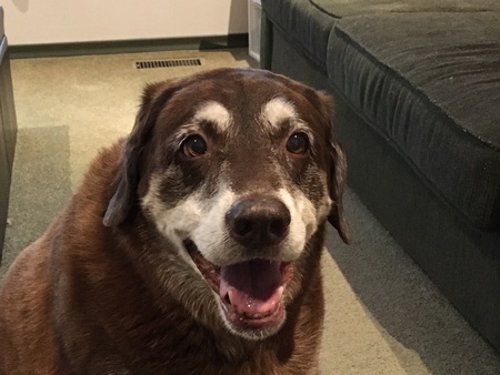 Entry image for Lucy Darling. Clicking this image will show a larger photo