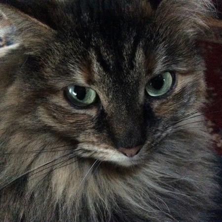 Entry image for Nella. Clicking this image will show a larger photo