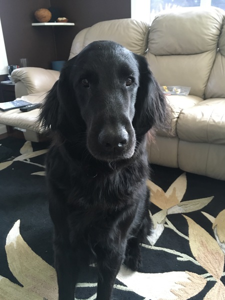 Entry image for Vader . Clicking this image will show a larger photo