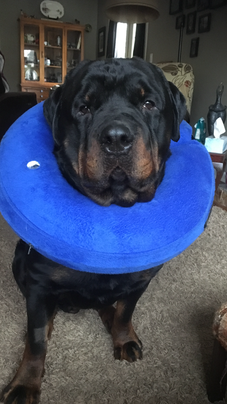 Entry image for Bert. Clicking this image will show a larger photo