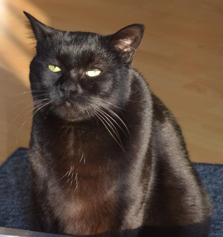 Entry image for Sumi. Clicking this image will show a larger photo