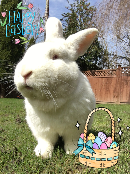 Entry image for Bubba. Clicking this image will show a larger photo