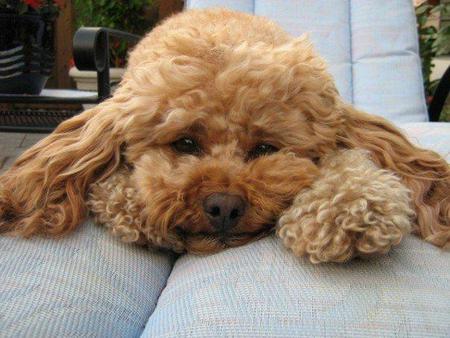 Entry image for Henry. Clicking this image will show a larger photo