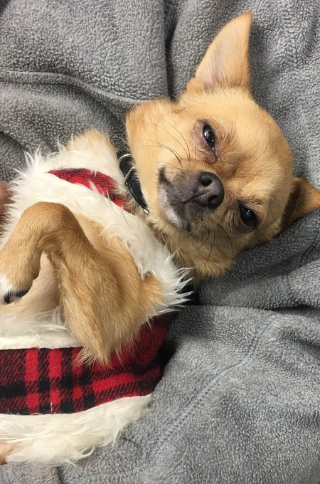 Entry image for Sweet Pea. Clicking this image will show a larger photo