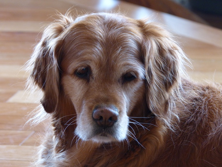 Entry image for Demerara. Clicking this image will show a larger photo