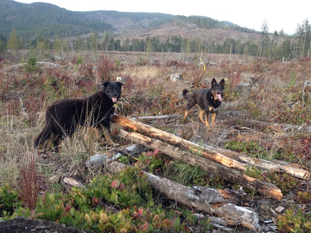 Entry image for GRIZ&BEAR. Clicking this image will show a larger photo