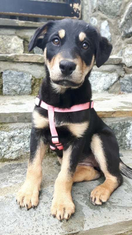 Entry image for BRANDY. Clicking this image will show a larger photo