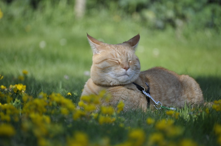 Entry image for Tweety. Clicking this image will show a larger photo