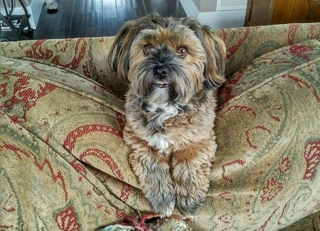 Entry image for Dolly . Clicking this image will show a larger photo